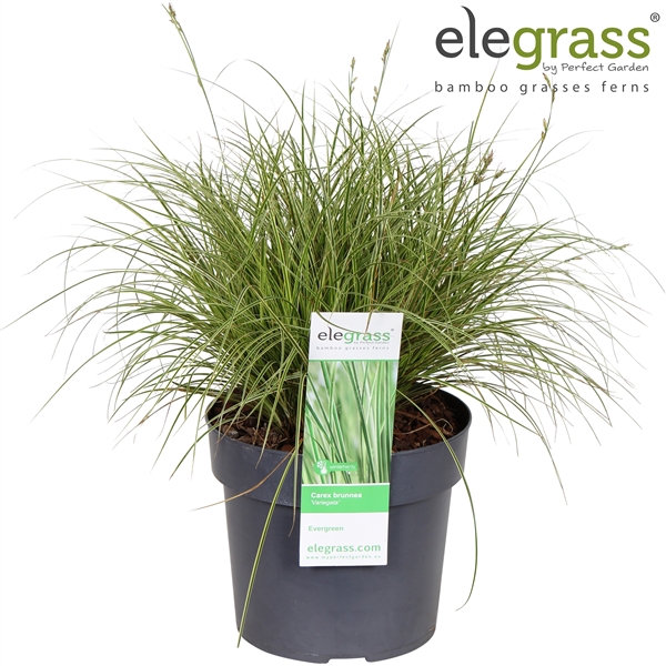 <h4>Carex brunnea 'Variegata' P19</h4>