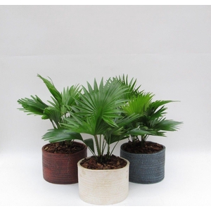Livistona rotundifolia in Ruby pot