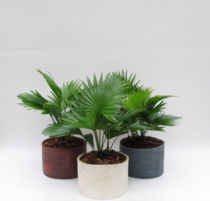 <h4>Livistona rotundifolia in Ruby pot</h4>