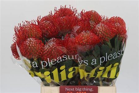 <h4>Leuco Ayoba Red</h4>
