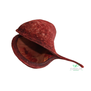 BUDDHA NUTS OLD LOOK TERRACOTTA 6ST