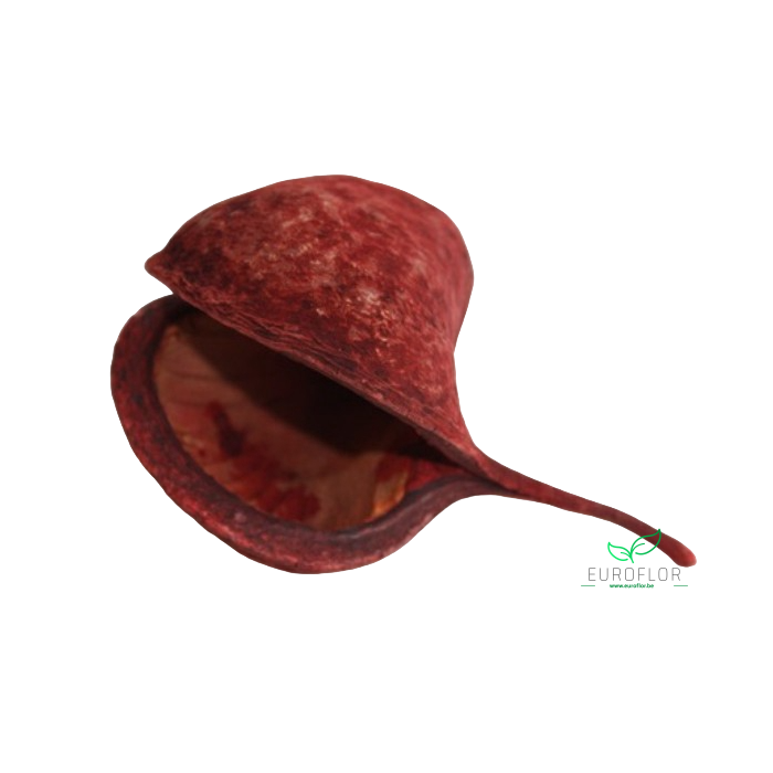 <h4>BUDDHA NUTS OLD LOOK TERRACOTTA 6ST</h4>