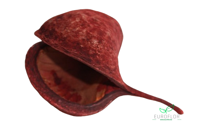 BUDDHA NUTS OLD LOOK TERRACOTTA 6ST