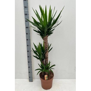 YUCCA