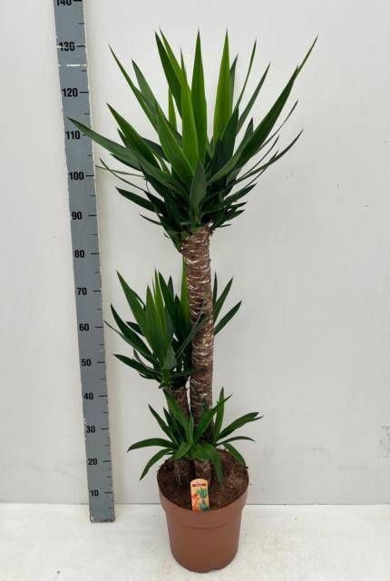 <h4>YUCCA</h4>