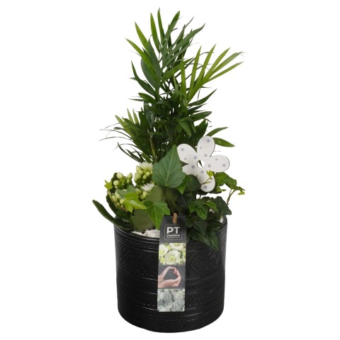 <h4>PTIB7495 Arrangementen kamerplanten</h4>