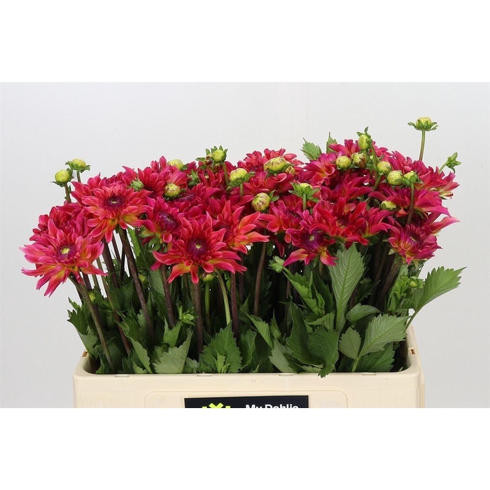 <h4>Dahlia Belfloor</h4>