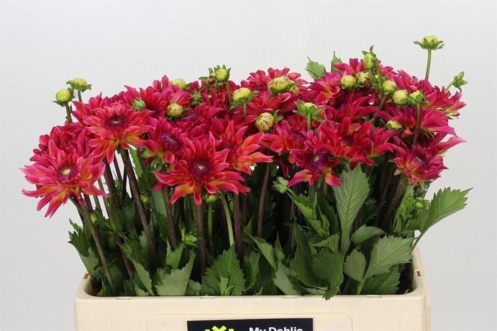 Dahlia Belfloor