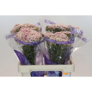 Ozothamnus Cooks Tall Pink