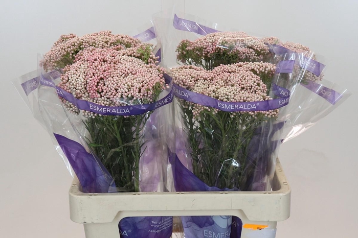 Ozothamnus Cooks Tall Pink