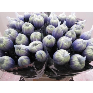 Chr G Antonov Purple Fresh