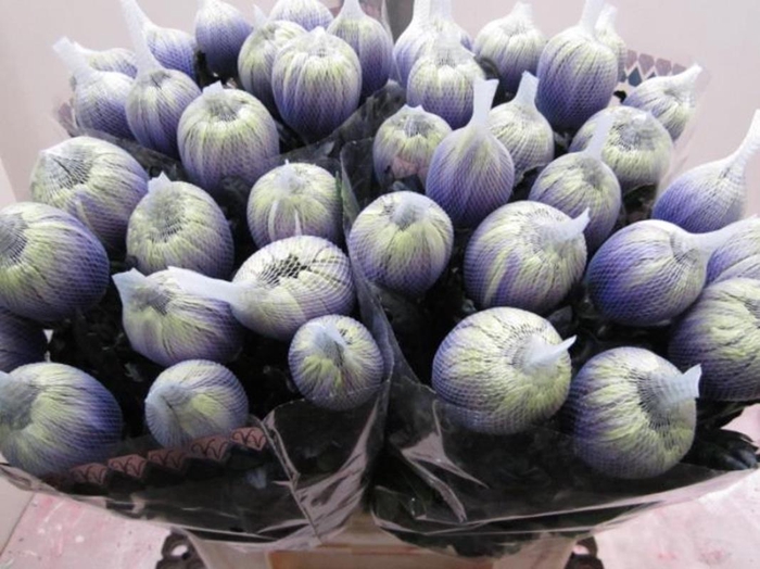 <h4>Chr G Antonov Purple Fresh</h4>