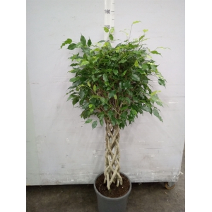 Ficus benja.   ...special shapes