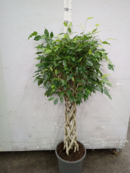 <h4>Ficus benja.   ...special shapes</h4>