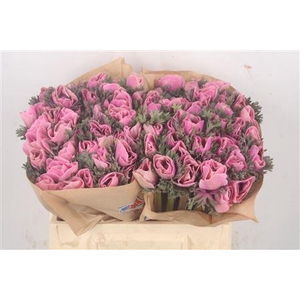 Anemone Powder Pink