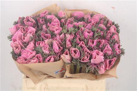 <h4>Anemone Powder Pink</h4>
