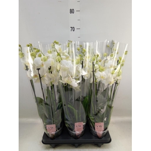 Phalaenopsis  'Ant Inverness'