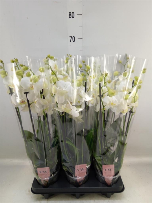 <h4>Phalaenopsis  'Ant Inverness'</h4>