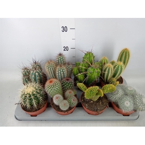 Cactus   ...mix
