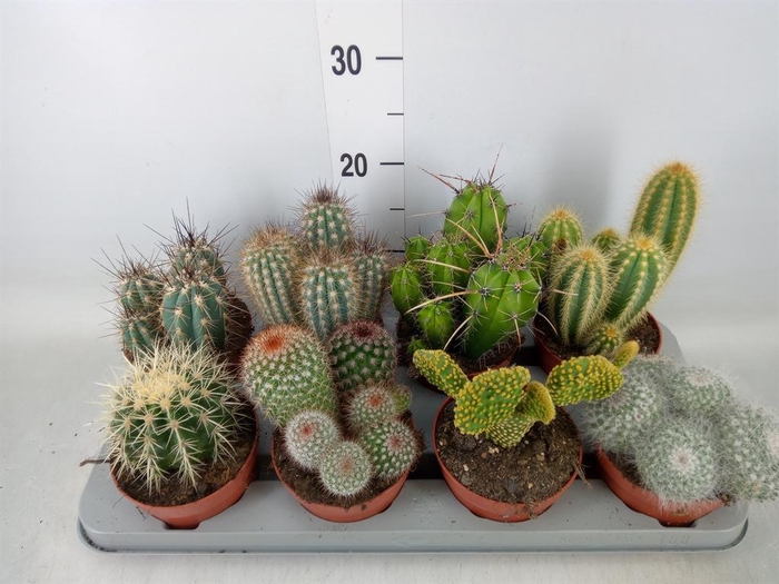 <h4>Cactus   ...mix</h4>