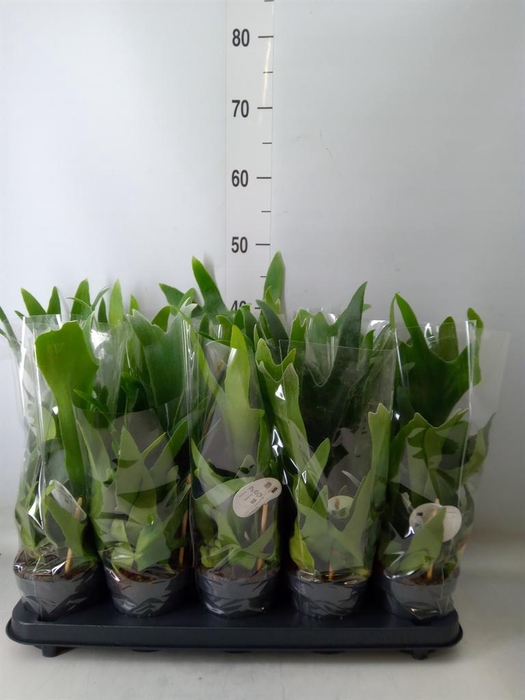 <h4>Platycerium bifurc.</h4>