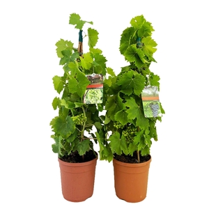 Vitis vinifera