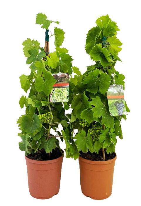<h4>Vitis vinifera</h4>