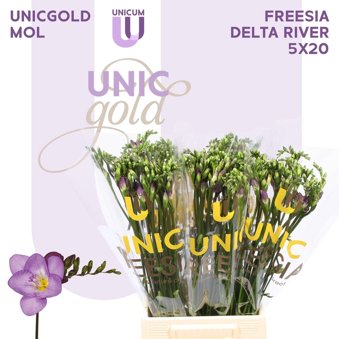 <h4>FREESIA ENK DELTA RIVER UG MOL - DE</h4>