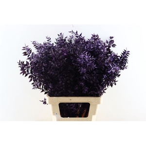 Pres Ruscus Purple P Stem