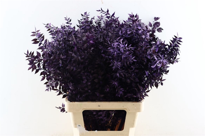 <h4>Pres Ruscus Nat Purple P Stem</h4>
