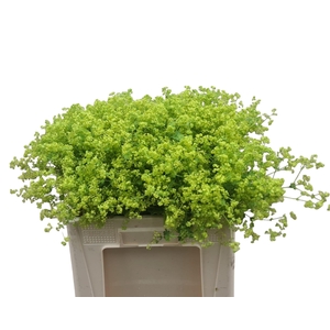 Alchem M Robustica