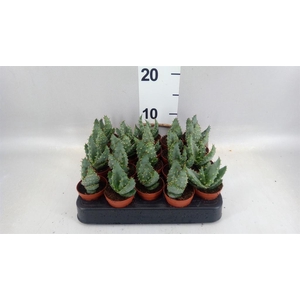 Aloe peglerae