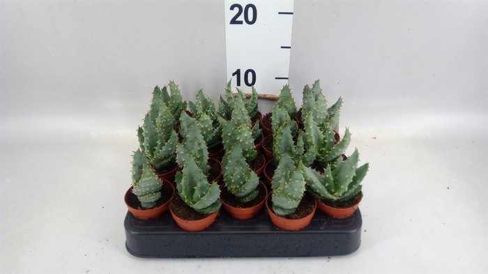 <h4>Aloe peglerae</h4>