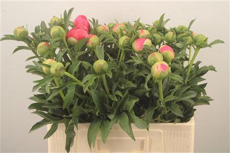 <h4>Paeo L Coral Sunset</h4>
