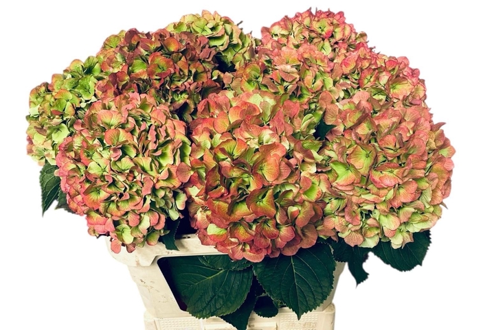 <h4>HYDR M CH VERENA CL</h4>