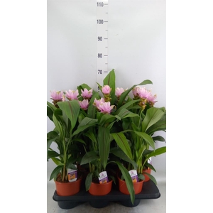 Curcuma alism. 'Siam Swing'