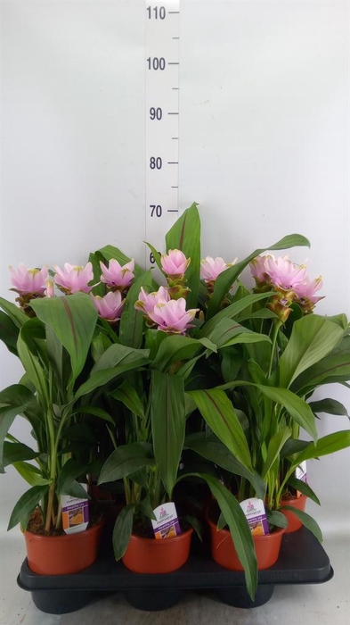 <h4>Curcuma alism. 'Siam Swing'</h4>