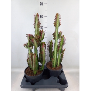 Euphorbia trigona 'Rubra'