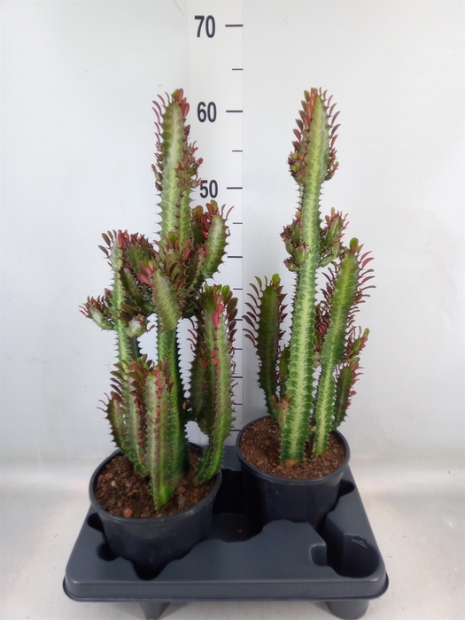 <h4>Euphorbia trigona 'Rubra'</h4>