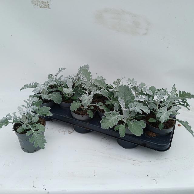 <h4>JACOBAEA MARITIMA</h4>