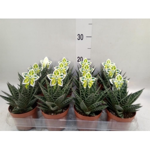 Aloe aristata 'Tiki Tahi'