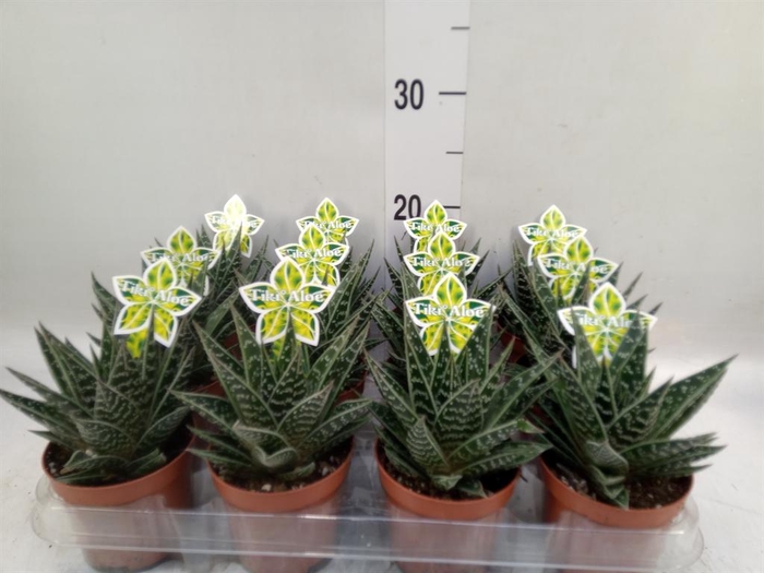 <h4>Aloe aristata 'Tiki Tahi'</h4>