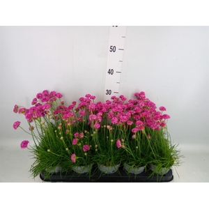 Armeria maritima
