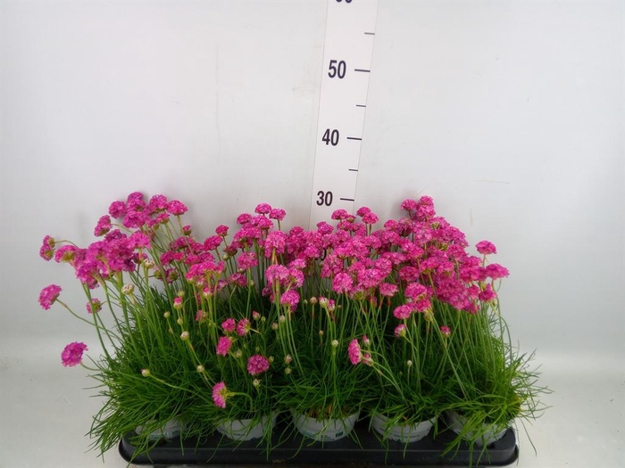 <h4>Armeria maritima</h4>