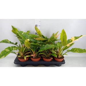 Philodendron  'Ring of Fire'