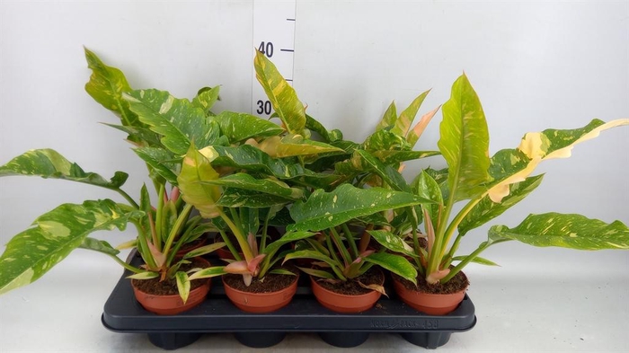 <h4>Philodendron  'Ring of Fire'</h4>