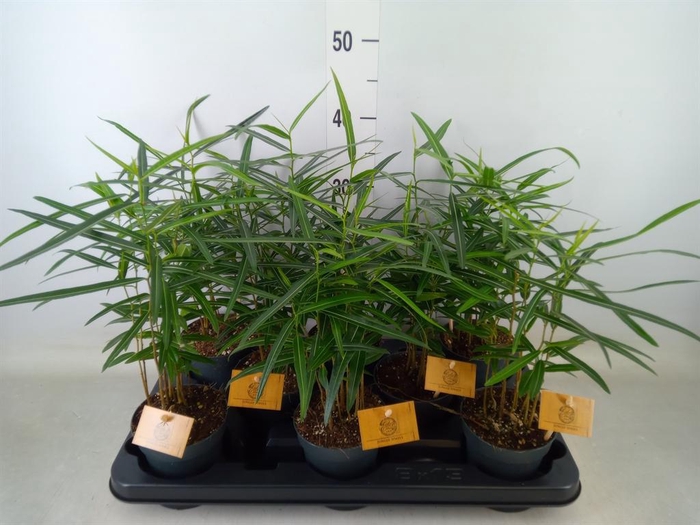 <h4>Brachychiton ...</h4>