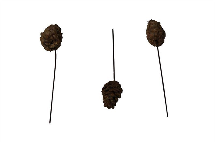 <h4>Larix o/dr. naturel125 st</h4>