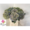 Hydrangea royal parade classic