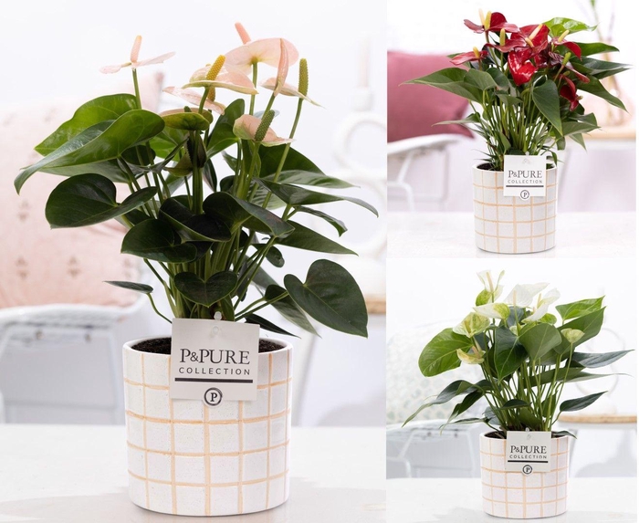 <h4>Anthurium mix in P&PURE Tirza ceramics</h4>